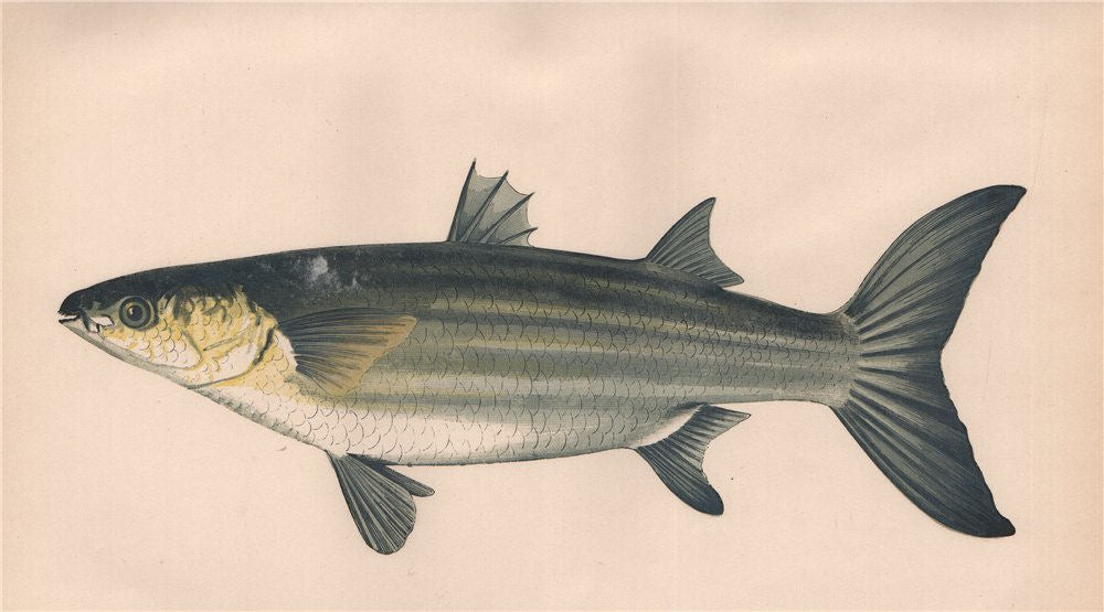 GREY MULLET. Mugil capito, Mugil cephalus. COUCH. Fish 1862 old antique print